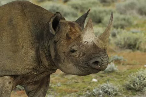 Photo: NACSO/WWF in Namibia