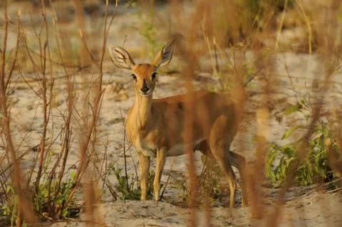 Photo: NACSO/WWF in Namibia