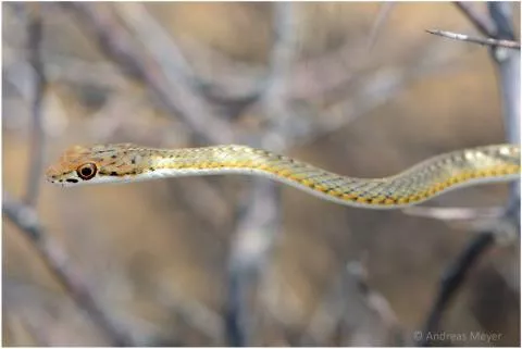  Photo: Andreas Meyer