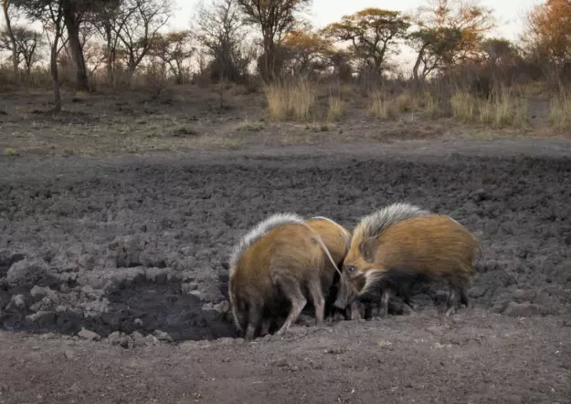 Photo: NACSO/WWF in Namibia