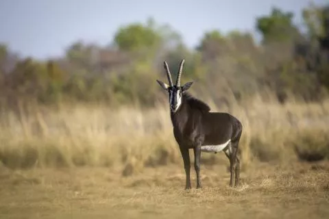 Photo: NACSO/WWF in Namibia