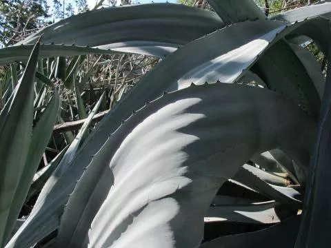 Photo: Coleen Mannheimer