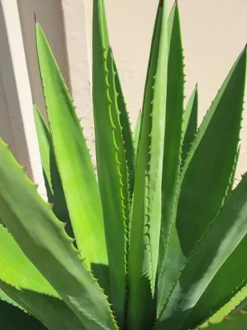 Photo: Coleen Mannheimer