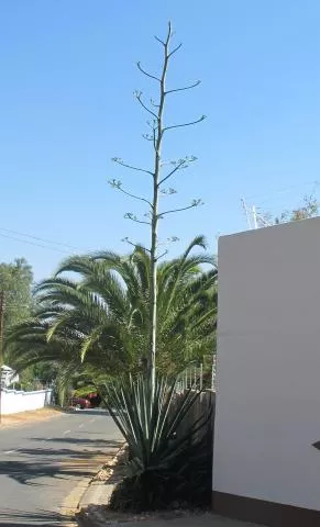 Photo: Coleen Mannheimer