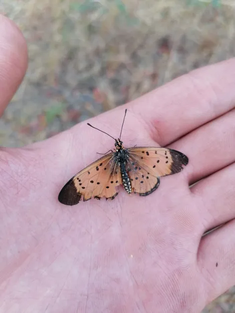 Photo: Matthew Walters