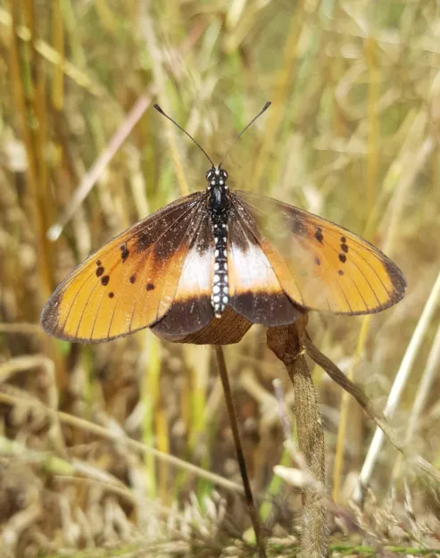 Photo: Alex Singleton