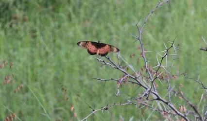 Photo: Matthew Walters