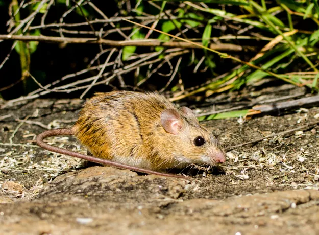 Photo: Morgan Hauptfleisch