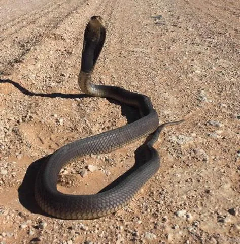 Photo: Francois Theart