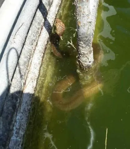 Photo: Francois Theart