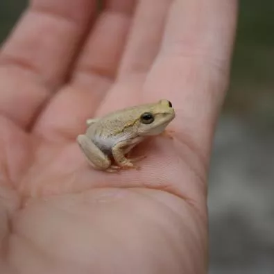 Juvenile colouration. Photo: Peter Cunningham