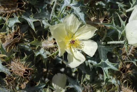 Photo: Coleen Mannheimer