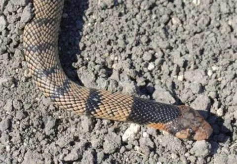 Photo: M O'Shea/K Stratford/Ongava Research Centre