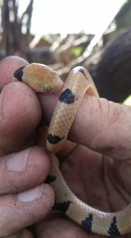 Photo: Curt-Ingo Sagell