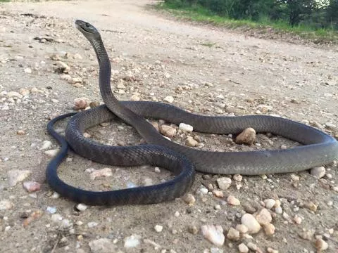 Photo: Francois Theart