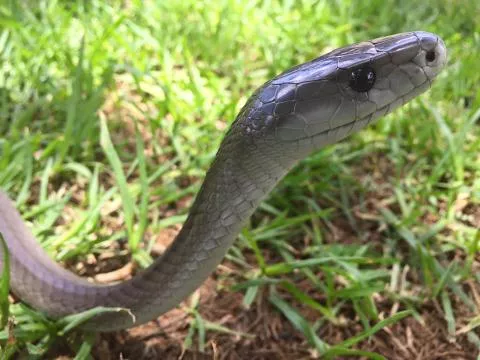 Photo: Francois Theart