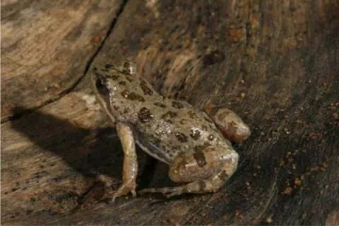 Photo: M O'Shea/K Stratford/Ongava Research Centre