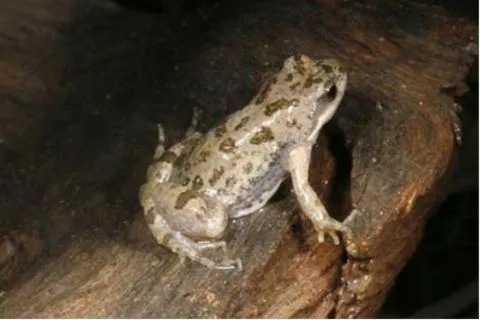 Photo: M O'Shea/K Stratford/Ongava Research Centre