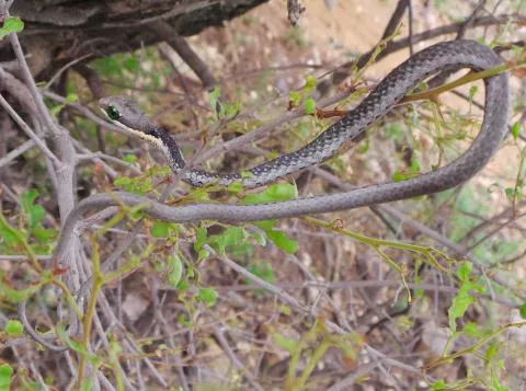 Male. Photo: Francois Theart