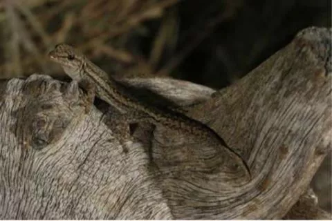 Photo: M O'Shea/K Stratford/Ongava Research Centre