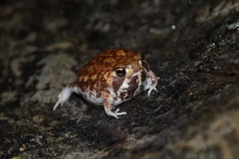 Photo: Francois Becker