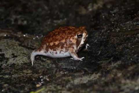 Photo: Francois Becker