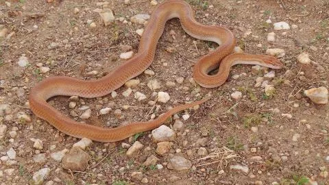 Photo: Francois Theart