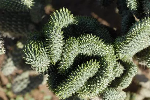 Photo: Coleen Mannheimer