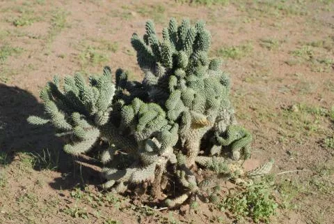 Photo: Coleen Mannheimer