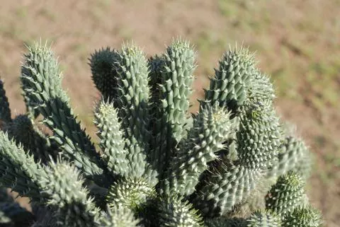 Photo: Coleen Mannheimer