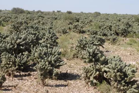 Photo: Coleen Mannheimer