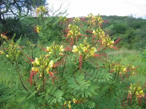 Photo: Coleen Mannheimer