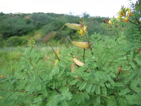 Photo: Coleen Mannheimer