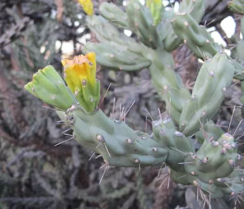 Photo: Coleen Mannheimer