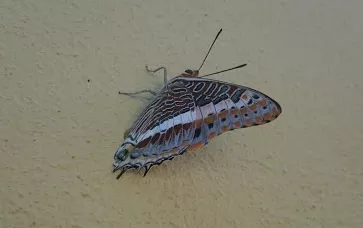 Photo: Matthew Walters