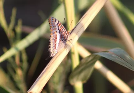 Photo: Matthew Walters