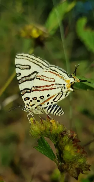 Photo: Alex Singleton