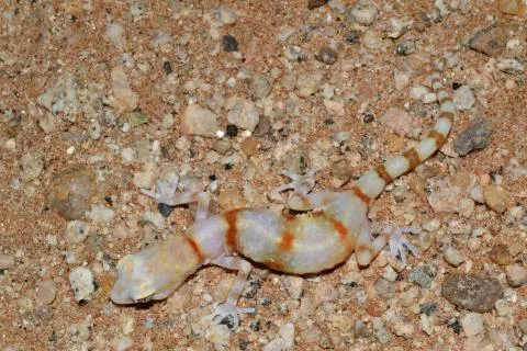 Photo: Francois Becker