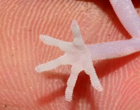 Photo: Francois Becker