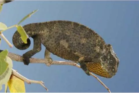 Photo: M O'Shea/K Stratford/Ongava Research Centre