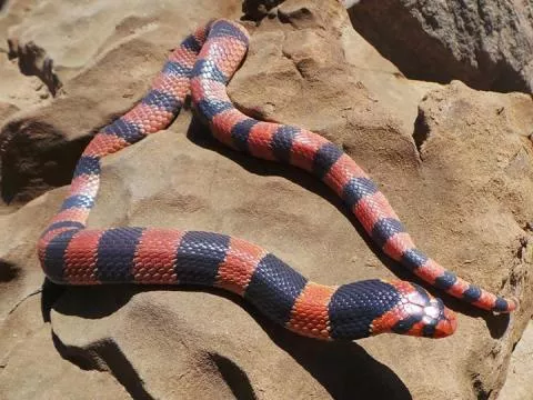 Photo: Francois Theart