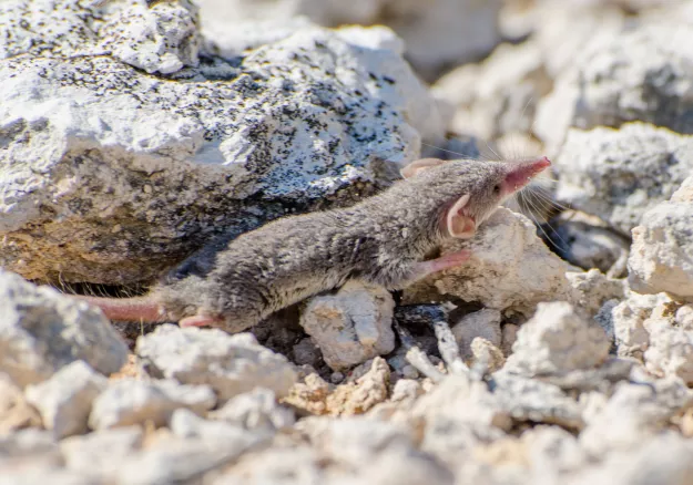 Photo: Morgan Hauptfleisch