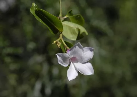 Photo: Coleen Mannheimer