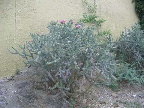 Photo: Coleen Mannheimer