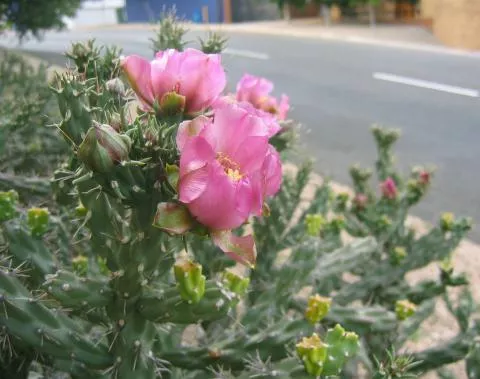 Photo: Coleen Mannheimer