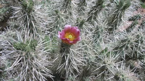 Photo: Coleen Mannheimer