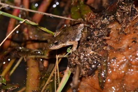 Photo: Francois Becker