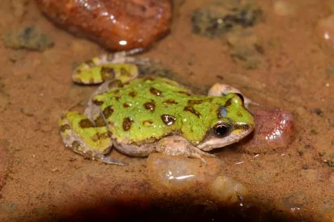 Photo: Francois Becker