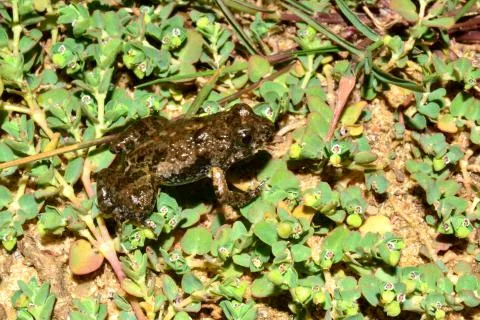 Photo: Francois Becker