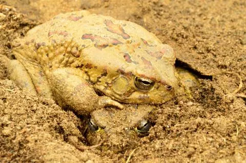 Photo: Francois Becker